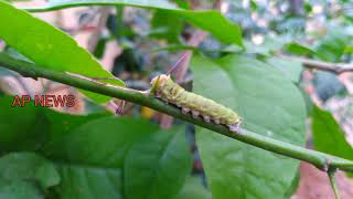 Green Caterpillar Walk On Tree | Nachural 4k Videos || #Your Garden | online entertainment