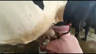 How to #Cow Milk a by Hand AT #Dairy farming || Prakruthi Desi Cow Milk |Online Entertainment