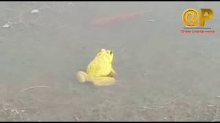 Yellow frogs in rain water Online Entertainment
