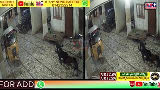 CCTV FOOTAGE OF GOAT KILLED BY 3 DOGS IN HYDERABAD