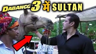 Salman Khan BONDS With A CAMEL Named Sultan On Dabangg 3 sets