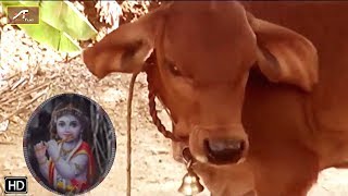 गौ माता का दिल को छू जाने वाला विडियो - Gau Mata Video - Oh God Please Save Me - Save The Cows