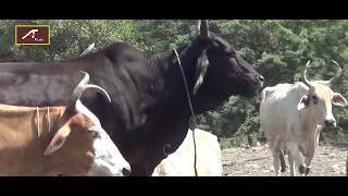Gau Mata Video !! गौ माता का दिल को छू जाने वाला विडियो !! Oh God Please Save Me !! Save The Cows