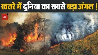 Amazon rain forest में आग, दुनिया में मच सकती है तबाही !