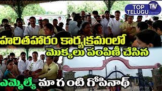Jubilee Hills Legislator Maganti Gopinath Participate In Haritha Haram At GHMC | Top Telugu TV