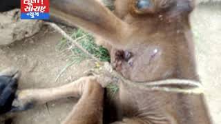 માધવપુર-દીપડાનો આંતક ગાયો પર હુમલો એક ગાયનું મોત