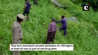 HP anti-drug drive: Police destroy cannabis plantation in Kullu