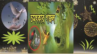 হৃদয় জুড়ানো চমৎকার গজল । বাংলা ইসলামিক সংগীত ২০১৯ । Islamic Songeet Bangla 2019 | Islamic BD