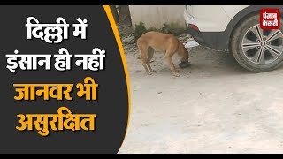 दिल्ली : छतरपुर में रोज मर रहे औसतन 2 कुत्ते, जांच में जुटी NGO और पुलिस