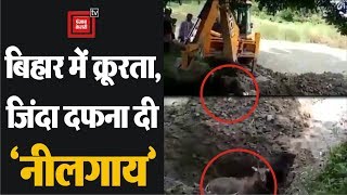Bihar में क्रूरता, जिंदा दफना दी 'Nilgai', Video Viral
