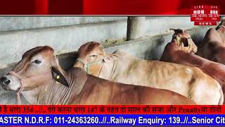 लखनऊ नगर निगम गौपालकों को दान करेगी 4500 गाय