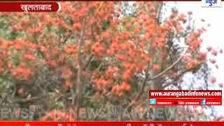 Aurangabad : पळसाच्या झाडांना मोठया प्रमाणात आले फुले...धुलिवंदनाच्या दिवशी होतो या फुलांचा वापर