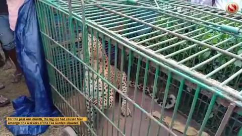Leopard caged in Naharani Megha Tea Estate