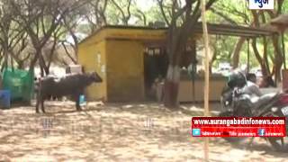 Aurangabad : डॉ.बाबासाहेब आंबेडकर मराठवाडा विद्यापीठात मुक्या जनावरांचा सुळसुळाट