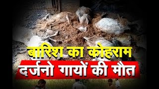 राजस्थान के 5 जिलो मे बारिश का कोहराम , दर्जनो गायों की मौत
