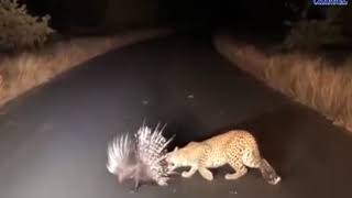 Mangrol | Leopard video goes viral in social media | ABTAK MEDIA
