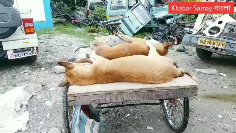 Dogs Killed by poisoning in Loknath Nagar of Bagdogra