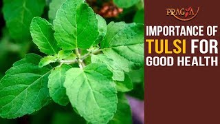 Importance of Tulsi For Good Health | Watch Video