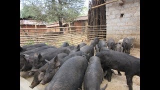 Shenanigans Of 100 Pigs Disgruntle Kulem Locals!