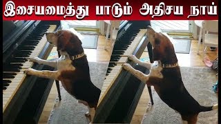 இசையமைத்து பாடும் அதிசய நாய் | Amazing dog to sing and sing