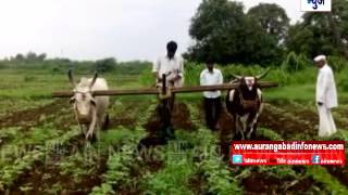 Aurangabad : गंगापुर तालुक्यात शेतकऱ्यांची आंतरमशागतीच्या कामांना सुरुवात