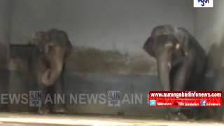 Aurangabad:बेकाबू हत्तीवर ताबा मिळविण्यासाठी साताऱ्याहून बोलाविण्यात आले माहूर