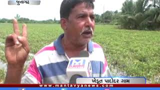 Junagadh: ભારે વરસાદના કારણે ખેતરોમાં ઉભા પાકને થયું નુકશાન