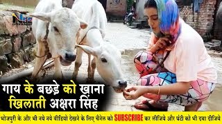 Akshara Singh का यह वीडियो देख आपका भी दिल खुश हो जायेगा | गाय के बछड़े को खाना खिलाती अक्षरा सिंह