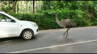 SPOTTED: A Majestic Emu Captured Strolling The Hood In Khandepar!