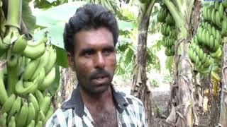 Dhoraji |A farmer in Bhukhi village planted banana with an organic method.| ABTAK MEDIA