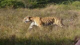 सिवनी मालवा में बाघ की आहट, बाघ की आशंका से वन विभाग ने जारी किया अलर्ट
