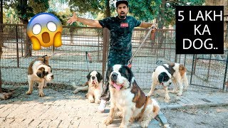 India’s Largest Dog Collection (dog Breeding, sell puppies)