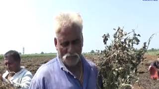 Dhoraji | The crop condition of farmers failing due to rainfall