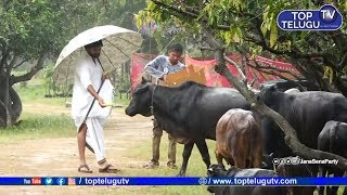 ఆవులతో అలా అలా... పవన్ కళ్యాణ్ | Pawan Kalyan Feeding Cow's in his Farmhouse | Top Telugu TV