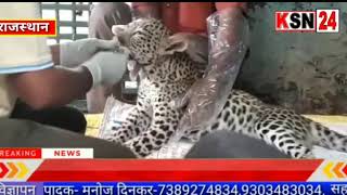 राजस्थान/कोटा के डाबी रोड पर अज्ञात वाहन की टक्कर से एक तेंदुआ हुआ गंभीर रूप से घायल...