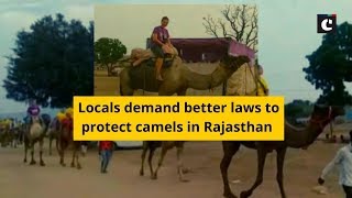 Locals demand better laws to protect camels in Rajasthan