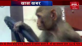 ड्राइवर की नींद लगने पर बंदर ने चलाई बस THE NEWS INDIA
