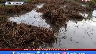 Gir Somanth: કમોસમી વરસાદથી ખેડૂતોને નુકસાન