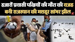 राजस्थान की सांभर झील के पास मरे हुए मिले हजारों विदेशी पक्षी