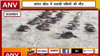 राजस्थान की सांभर झील में प्रवासी पक्षियों की मौत || ANV NEWS NATIONAL