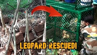 USGAO: Leopard Rescued From Man-Made Trap, Transferred To Bondla Wildlife Sanctuary For Treatment!