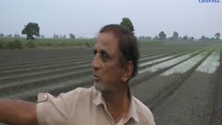 Dhoraji | Extreme damage to farmers' crops | ABTAK MEDIA
