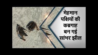 Sambhar Lake बनी पक्षियों की मौत की पहेली | कब्रगाह बनी राजस्थान की सांभर झील