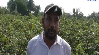 Dhoraji | cotton was destroyed and the government expected relief | ABTAK MEDIA