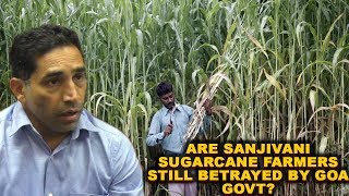 Are Sanjivani Sugarcane Farmers STILL Betrayed By Goa Govt? Hear Gaude