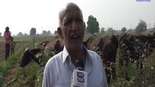 Sabarkantha | Farmers worried about the loss of cultivation crops with pink oxen| ABTAK MEDIA