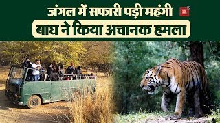 Jungle Safari पर निकले लोगों पर Tiger ने किया हमला, देखें हैरतअंगेज Video