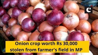 Onion crop worth Rs 30,000 stolen from farmer's field in MP