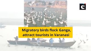 Migratory birds flock Ganga, attract tourists in Varanasi