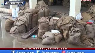 Gir Somnath: કમોસમી વરસાદનો કહેર, વેરાવળ માર્કેટયાર્ડમાં મગફળી પલળી